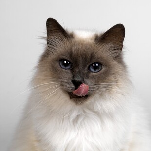 可爱布偶猫