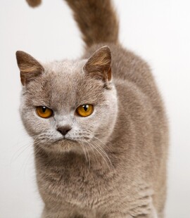 灰毛英短猫的专注瞬间