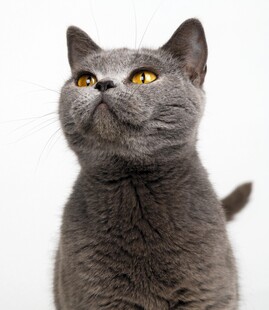 灰色猫咪抬头凝视