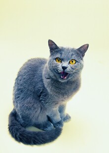 张嘴的灰猫