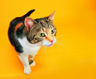 三色猫