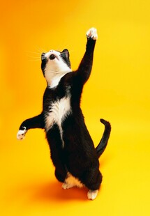 站立猫咪欢乐起舞