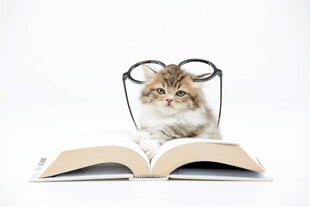 猫咪趴在翻开的书本上
