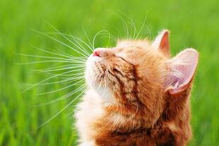 仰头的橘猫