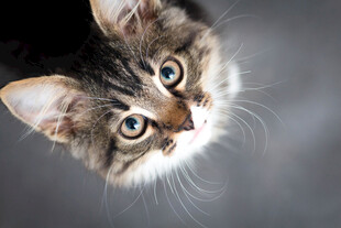 可爱小猫抬头特写