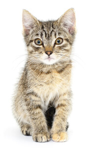 可爱小猫咪端坐