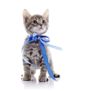 可爱小猫咪