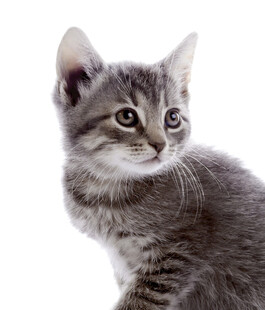 可爱小猫咪转头瞬间