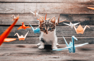 猫咪
