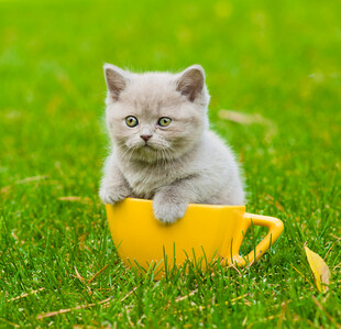 杯中萌猫