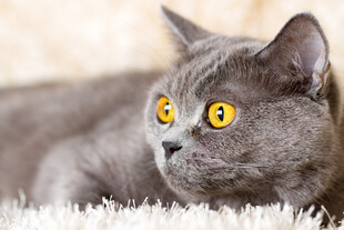 灰猫凝视