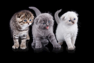 三只可爱小猫萌态展示