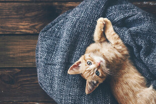 慵懒小猫躺于灰色毛毯上