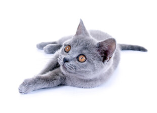 可爱灰猫趴卧姿态