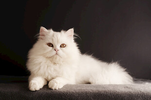 白色长毛猫优雅姿态