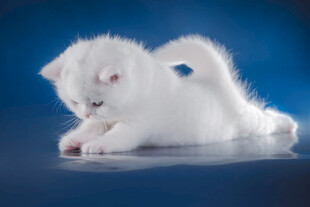 白色萌猫