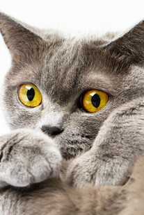 灰猫凝视