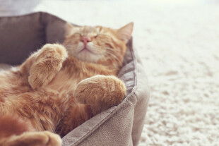 橘猫惬意躺卧小窝里