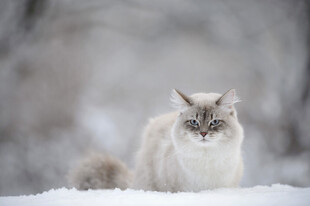 雪地中的优雅猫咪