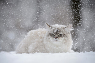 雪地中的可爱猫咪