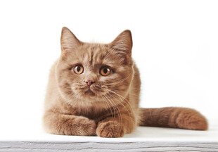 可爱橘猫趴于浅色平面