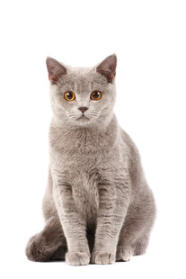 灰色猫咪端坐