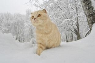 雪地中的黄猫