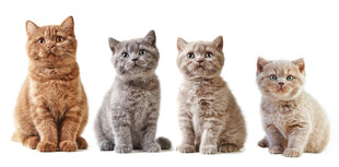 四只可爱小猫并排而立