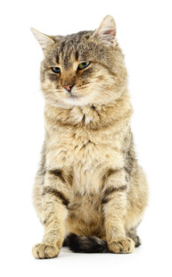 可爱斑纹猫咪端坐