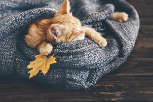 毛毯中安睡的可爱小猫