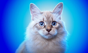 可爱长毛猫咪