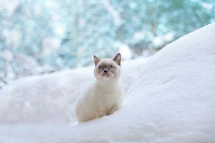 雪地中的可爱猫咪