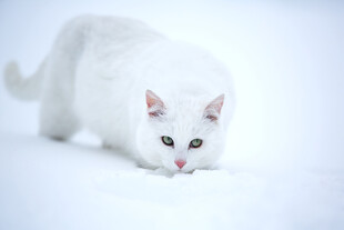 雪地中的白色猫咪