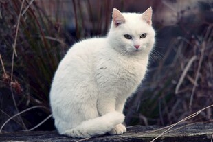 白色猫咪安静蹲坐