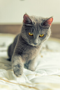 灰色猫咪伸出爪子