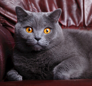 灰色猫咪