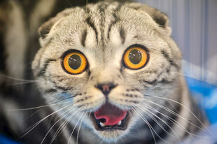 惊恐猫咪大张嘴