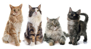 可爱猫咪齐聚