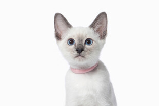 戴项圈的暹罗小猫