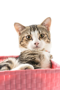 可爱猫咪