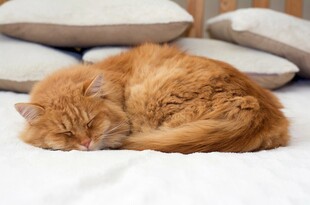 橘猫惬意躺卧在柔软处