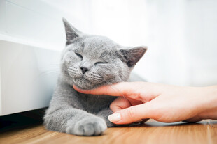 猫咪惬意享受温柔抚摸