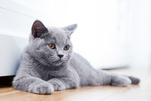 灰色猫咪慵懒趴木地板