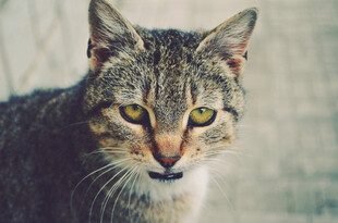 凝视的斑纹猫咪