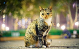 夜晚街边的独坐猫咪