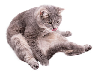 灰色猫咪惬意舔毛