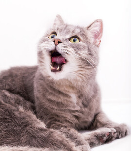 张嘴惊呼的可爱灰猫