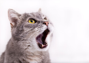 张嘴打哈欠的可爱灰猫