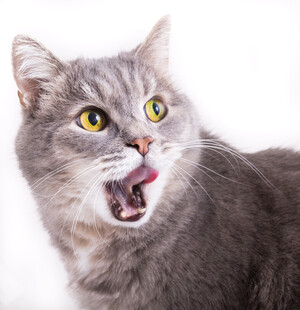 张嘴露舌的可爱灰猫