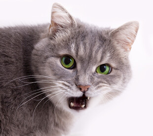 张嘴露齿的灰毛猫咪